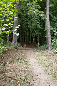 Forest path winds through tall trees