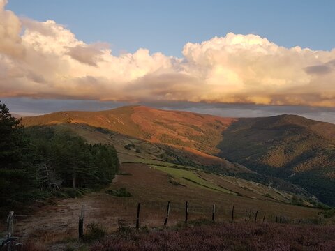 La Montagne du Boug&egrave;s et ses beaux paysages de for&ecirc;ts et de champs de bruy&egrave;re au coucher du soleil (parc national des C&eacute;vennes)