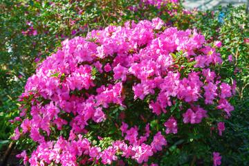 Fototapeta premium Pink Azalea Ericaceae, Rhododendron indicum flowers blooming on branch in garden or greenhouse on green foliage background and soft colorful bokeh. Evergreen plant outdoor orangery, botanical garden