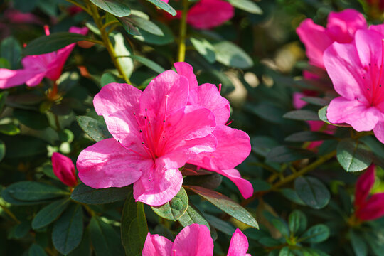 Close up of pink Azalea Ericaceae, Rhododendron indicum flowers bloom on branch in garden or greenhouse on green foliage background and soft bokeh. Evergreen plant outdoor orangery, botanical garden