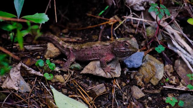 Rare Tuatara reptile outside burrow on forest floor in New Zealand Aotearoa