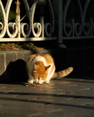 Orange cat eating on the street, Istanbul, Turkey © Raghav