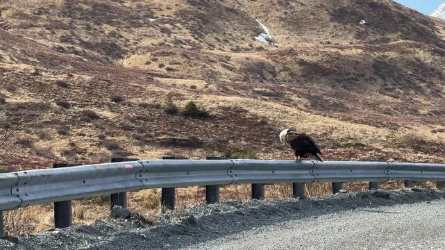 Bald eagle perched on guardrail along mountain pass next to a remote dirt highway road with tundra hills.