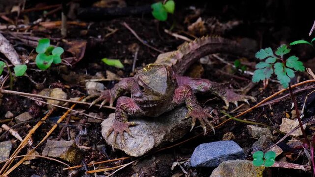 Closeup Tuatara reptile endemic to New Zealand Aotearoa with red and olive green skin and sharp claws on forest floor