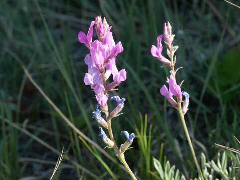 Purple locoweed (Oxytropis lambertii) blooming in Colorado foothills