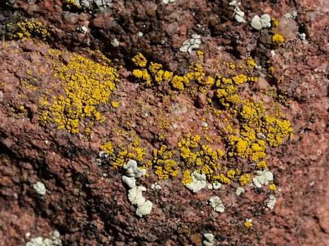 Yellow and white crustose lichens growing on red rock in Colorado