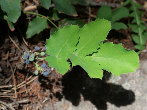 Creeping Oregon grape (Mahonia repens) leaves and blue berries in Colorado