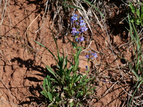 Front Range penstemon (Penstemon virens) blooming in Colorado foothills
