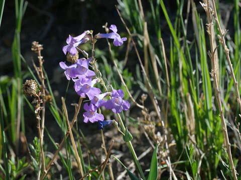 Sidebells Penstemon (Penstemon secundiflorus) blooming in Colorado foothills