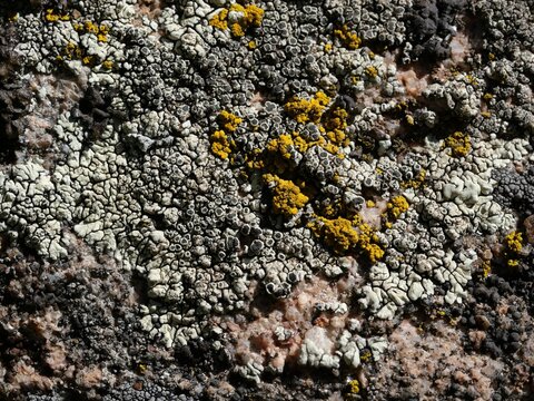 White and yellow lichens growing on red rock in Colorado foothills