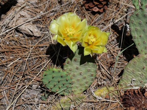 Yellow prickly pear cactus flowers blooming in Colorado foothills