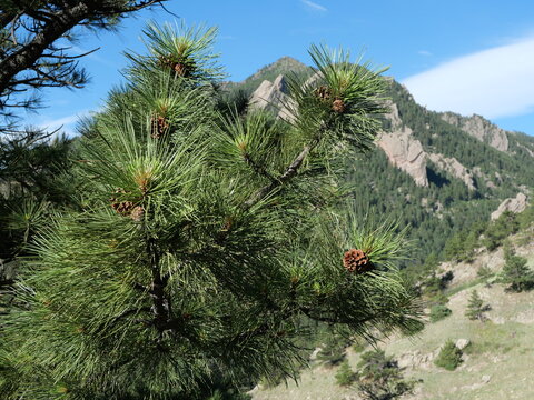 Ponderosa pine (Pinus ponderosa) with cones and Boulder Flatirons in Colorado