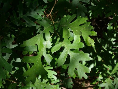Gambel oak (Quercus gambelii) green leaves in Colorado foothills