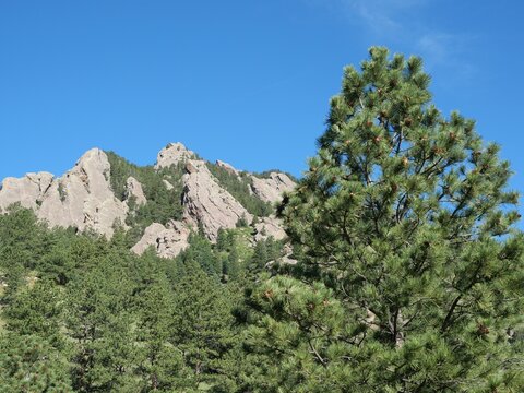 Ponderosa pine (Pinus ponderosa) overlooking the Flatirons in Boulder Colorado