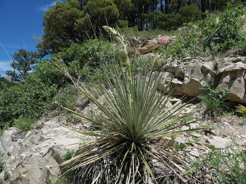 Soapweed yucca (Yucca glauca) flowering on rocky slope in Colorado foothills