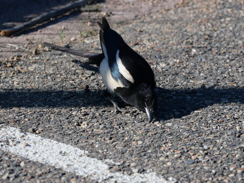 Black-billed Magpie (Pica hudsonia) foraging on the ground in Boulder Colorado