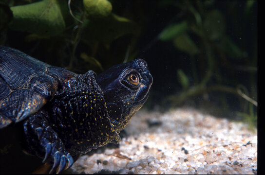The European marsh turtle in the wild, Emys orbicularis Sardinia, Italy
