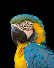 Close-up portrait of a Blue and Yellow Macaw showing its brilliant blue and golden yellow plumage, large curved bill, pale facial skin and detailed feathers against a clean black background. © Paul