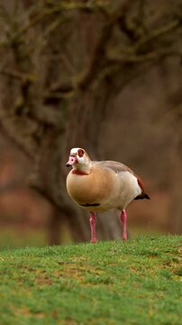 Single Egyptian goose bends toward short green grass in blurred park setting, with soft natural light, warm colors, and calm wildlife mood, low view.