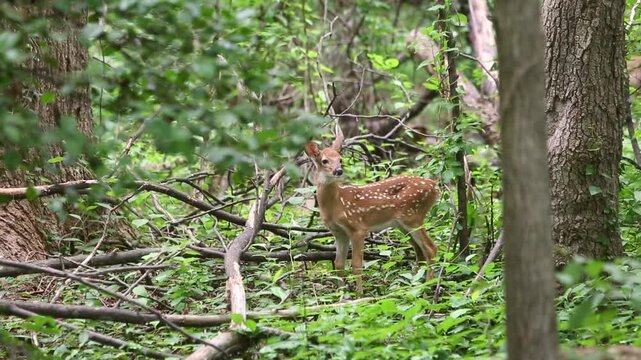 A young spotted White-tailed Deer fawn (Odocoileus virginianus) standing in the forest