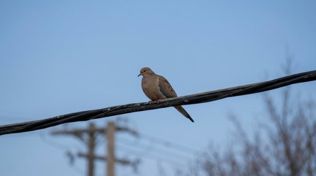 Isolated turtledove rests quietly on long electric wire outside today