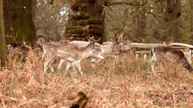 Spotted fallow deer walk through dry woodland grass beside leafless trees, creating calm wildlife scene with warm brown tones and natural texture.