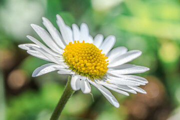 Fototapeta premium White Daisy Macro with a Yellow Center and Soft Green Background