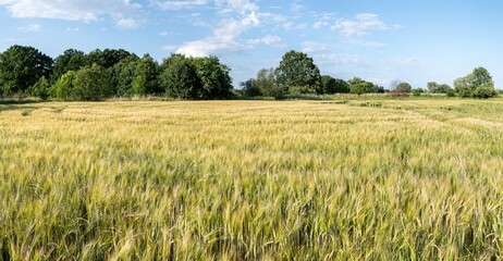 Panoramiczny krajobraz pola uprawnego w okresie wzrostów pory letniej w zachodniej Polsce © mbugajsky