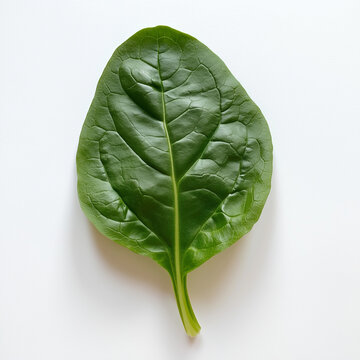 Single fresh green leaf on a white background