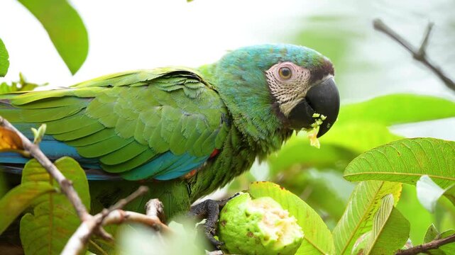 Close Up of Chestnut-Fronted Macaw Ara Severus Eating Guava in Colombia, Colorful Tropical Parrot Feeding Behavior and Exotic Wildlife