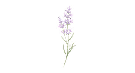 Obraz premium Lavender - 1