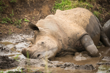 Rhinoceros wallow in the mud in the Hluhluwe - iMfolozi game park in northern KwaZulu - Natal province.  South Africa. © David