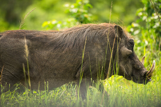 A Warthog moves through heavy brush in the Hluhluwe - iMfolozi game park in northern KwaZulu - Natal province.  South Africa.