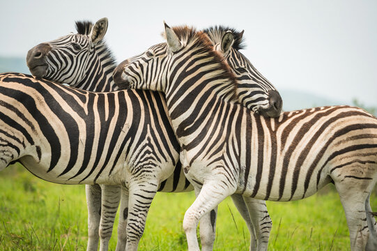 A herd of Zebras in the Hluhluwe - iMfolozi game park in northern KwaZulu - Natal province.  South Africa.