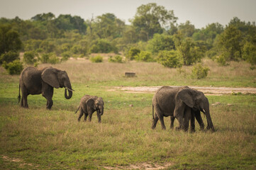 Fototapeta premium Baby elephants along the roadside near the Berg-en-Dal Rest Camp. Kruger National Park, South Africa.