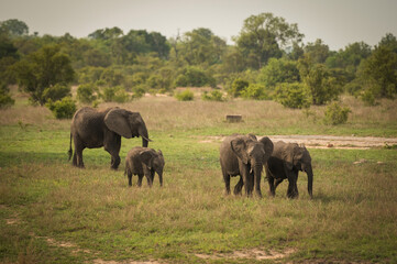 Obraz premium Baby elephants along the roadside near the Berg-en-Dal Rest Camp. Kruger National Park, South Africa.