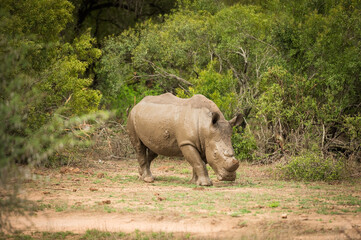 A mud covered Rhinoceros with sawed off horns.  Near the Skukuza Rest Camp.  Kruger National Park, South Africa. © David
