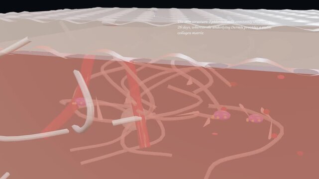 3D animation showing the biomechanics of a permanent tattoo, oscillating micro-needles depositing ink into the dermis, and macrophages failing to digest the large inert particles