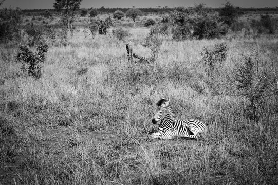 A Zebra foal, or baby zebra.  On the road between the Skukuza and Satara Rest Camps.  Kruger National Park, South Africa. Black and White Image.