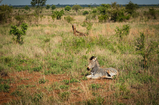 A Zebra foal, or baby zebra.  On the road between the Skukuza and Satara Rest Camps.  Kruger National Park, South Africa.