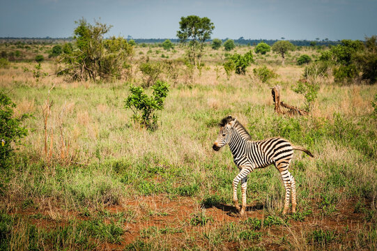 A Zebra foal, or baby zebra.  On the road between the Skukuza and Satara Rest Camps.  Kruger National Park, South Africa.