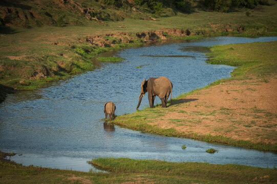 An Elephant calf and mother in the Letaba River.  Kruger National Park, South Africa.