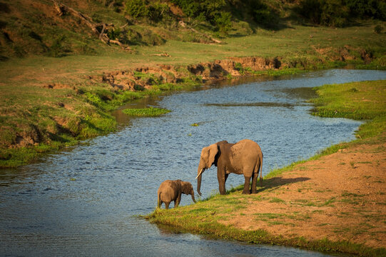 An Elephant calf and mother in the Letaba River.  Kruger National Park, South Africa.