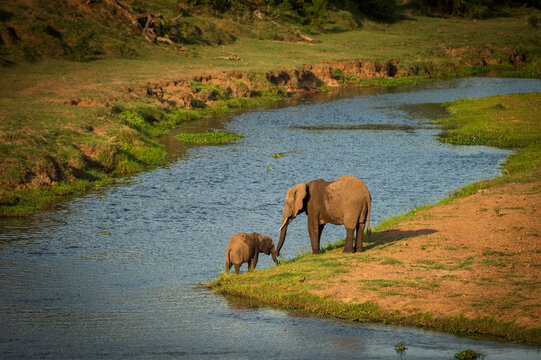 An Elephant calf and mother in the Letaba River.  Kruger National Park, South Africa.