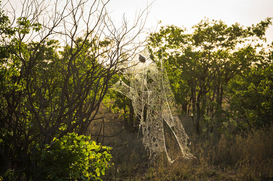 A Golden Orb Weaver spiders web.  Kruger National Park, South Africa.