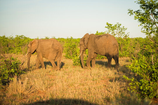 Elephants at sunset near the Letaba Rest Camp.  Kruger National Park, South Africa.