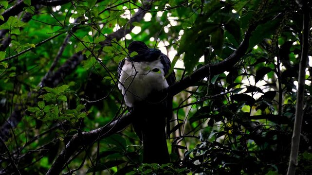Large New Zealand Kererū wood pigeon perched in forest tree in NZ Aotearoa
