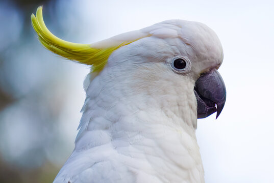 Profile view of Australian Sulphur Crested Cockatoo