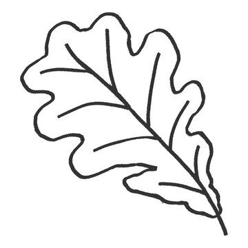 Png oak tree leaf sticker, simple line art collage element on transparent background