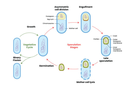 Bacterial Endospore Formation cycle labeled diagram, educational microbiology poster design, sporulation life cycle. Vegetative cycle, binary fission, asymmetric division, engulfment mother cell lysis